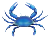 blue crab image